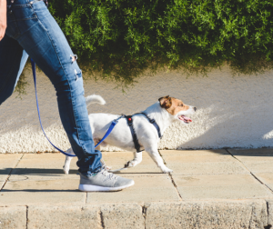 A dog & professional dog walker