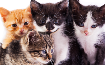 The 10 Most Popular Breeds Of Cats