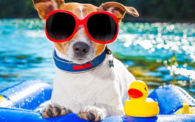 How To Keep Your Dog Cool This Summer