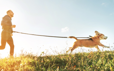 The Importance Of Routine Exercise For Dogs