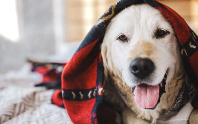 Keeping Your Pets Warm In The Winter