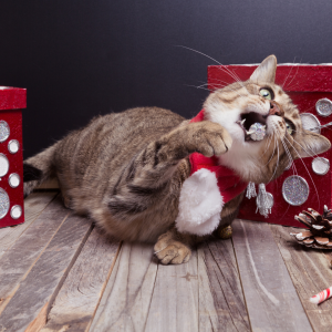 A cat playing with holiday decorations