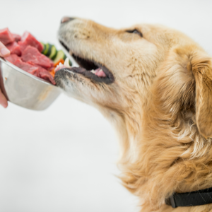A dog eating dinner