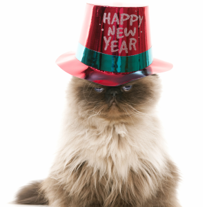 A happy new year's cat