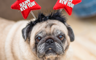 New Year’s Resolutions & Pets