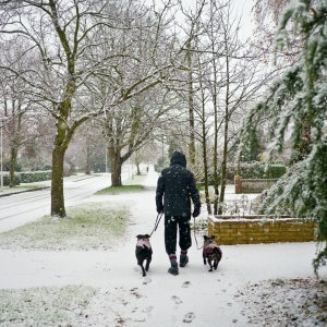 An owner and dogs going for a winter walk