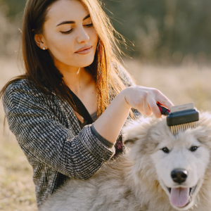 A dog being brushed