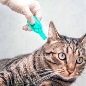 A cat receiving flea & tick prevention solution 