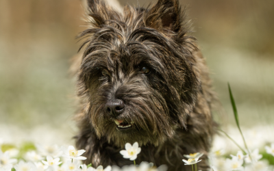 Preparing Your Pets For Spring