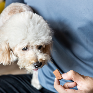 A dog receiving heartworm prevention medication