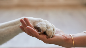 The special bond between pet & owner