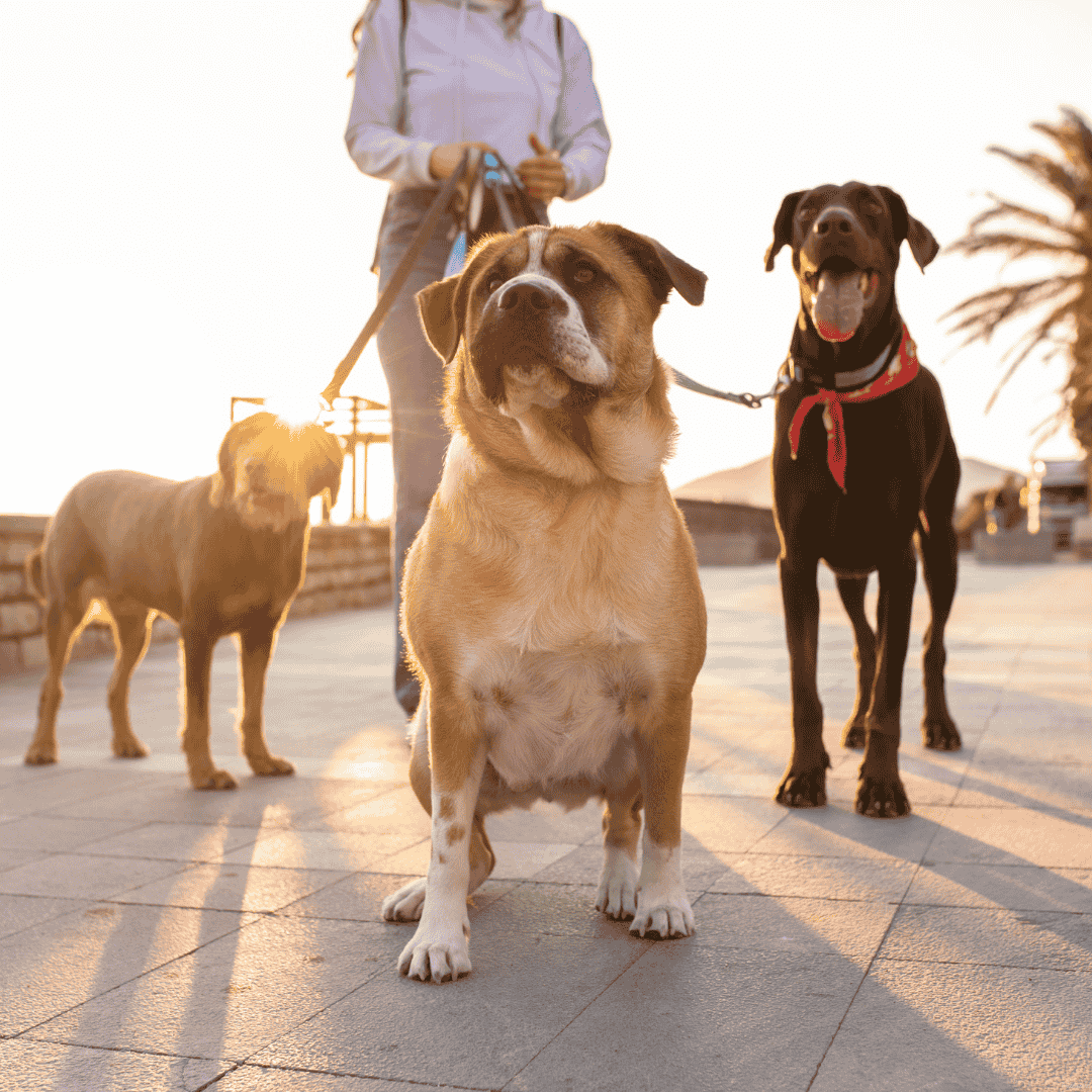 How Long Island Pet Services Can Help