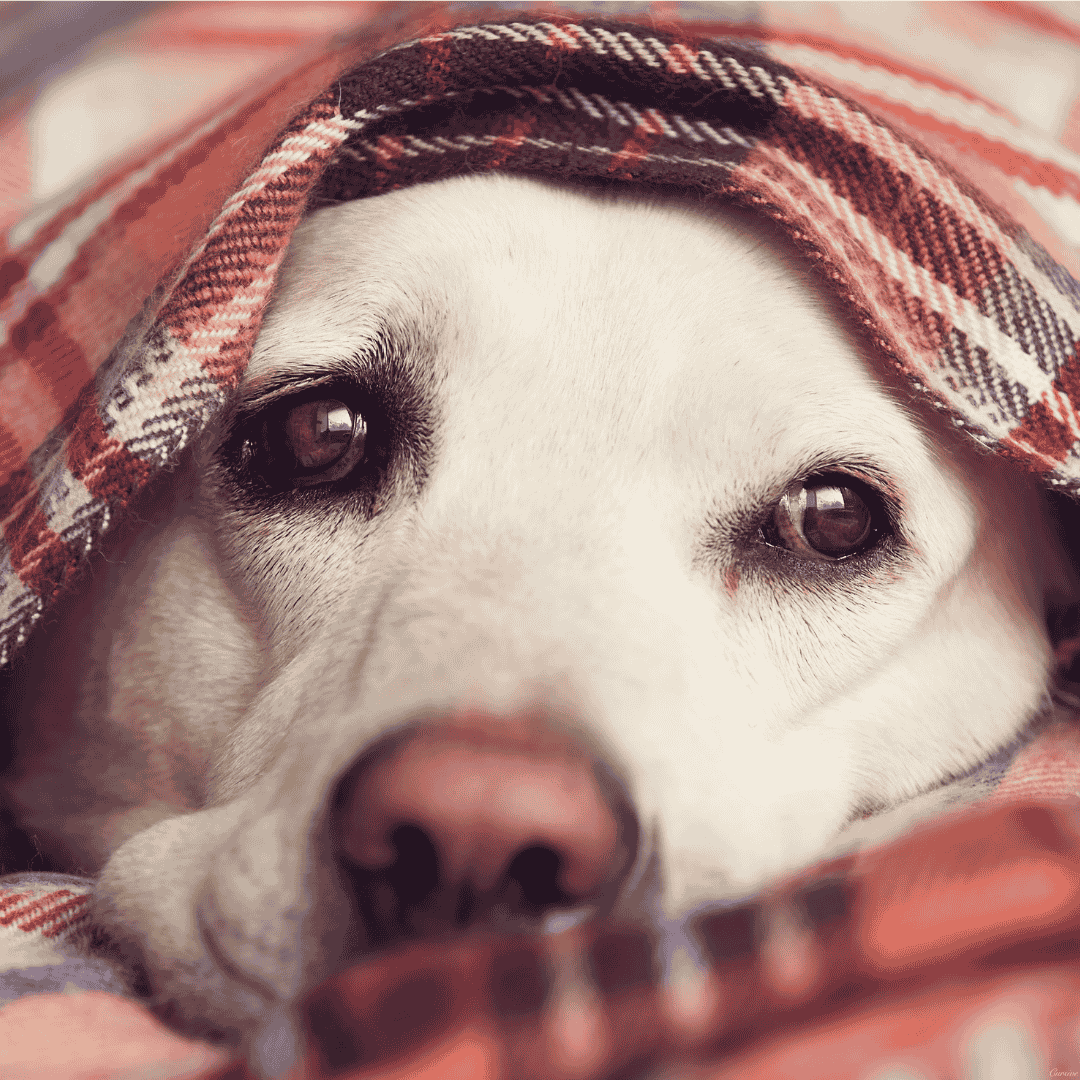 Why Back-to-School Changes Affect Pets