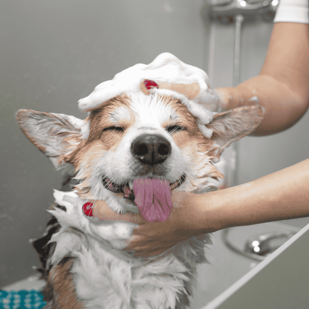 How to help your dog: Bathing and Grooming