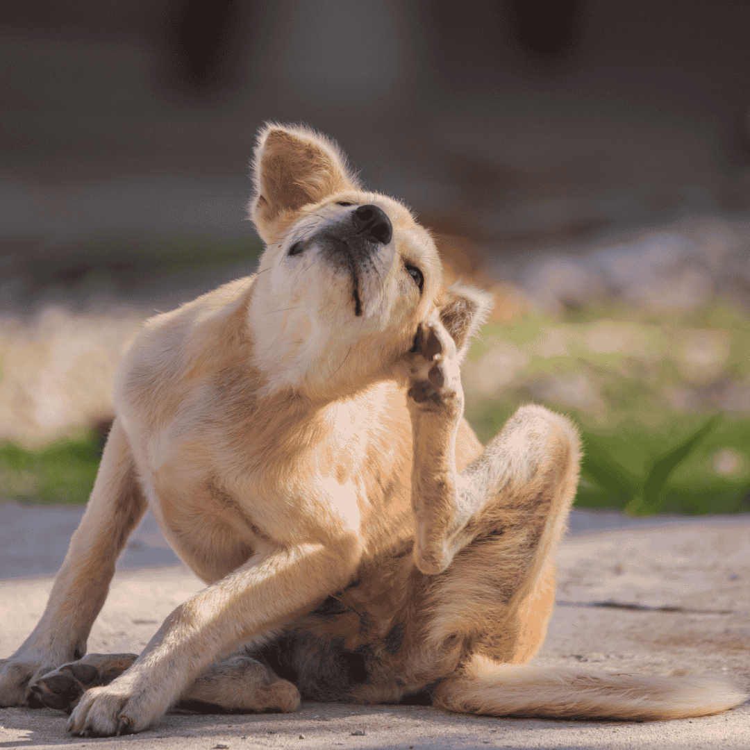 Common symptoms: Excessive scratching, licking, or biting