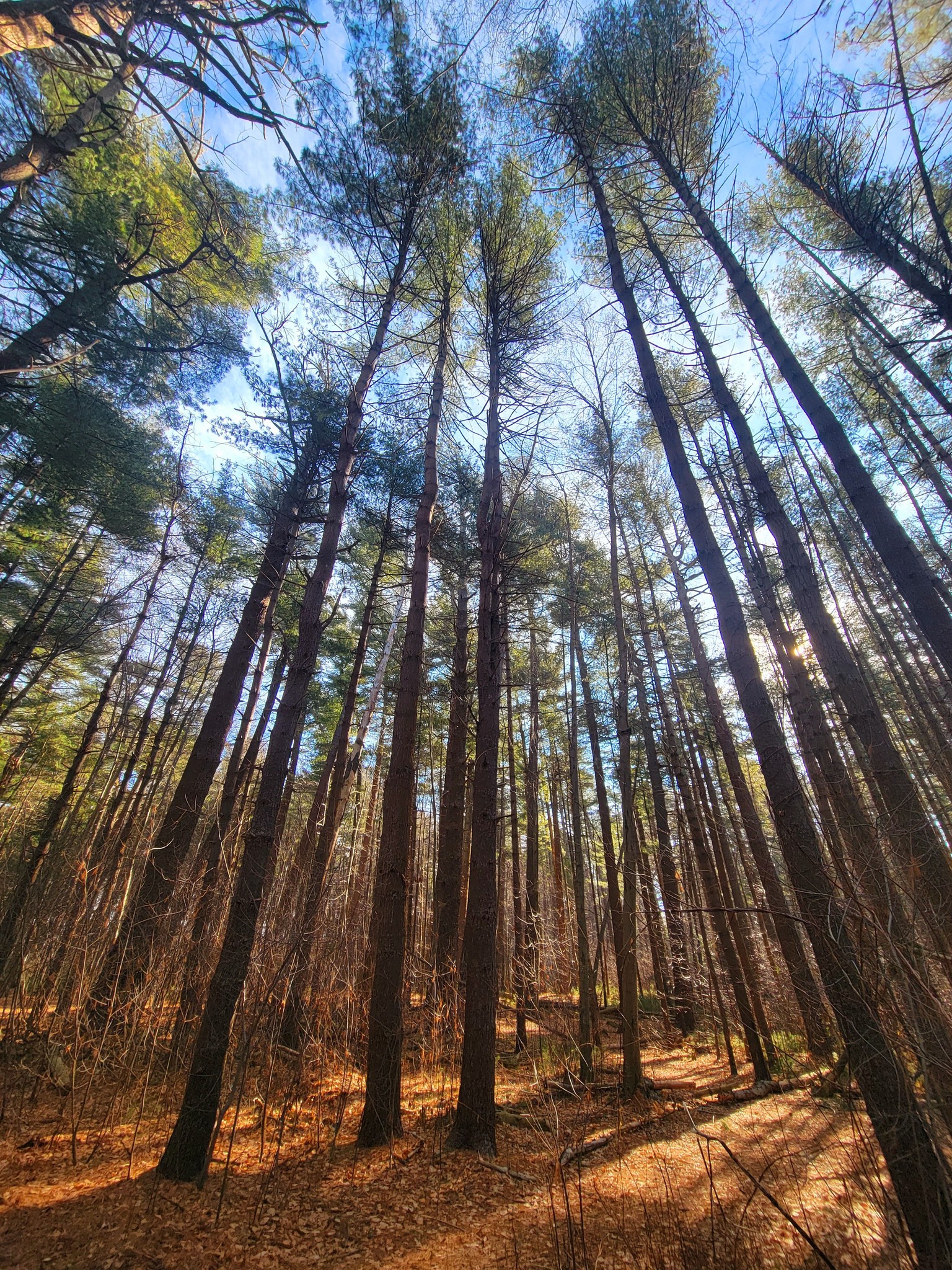 Prosser Pines Nature Preserve