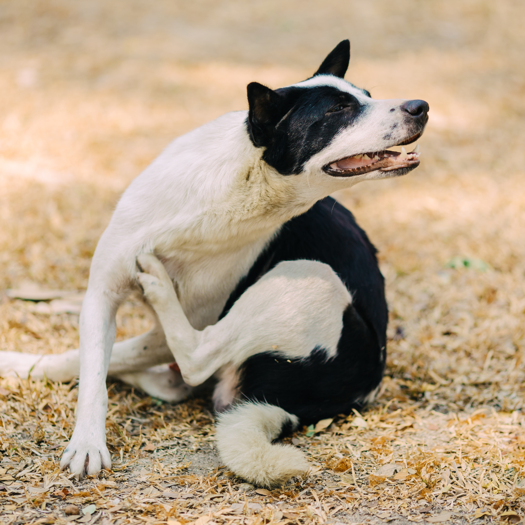 Fall Allergies in Dogs: Signs & Tips