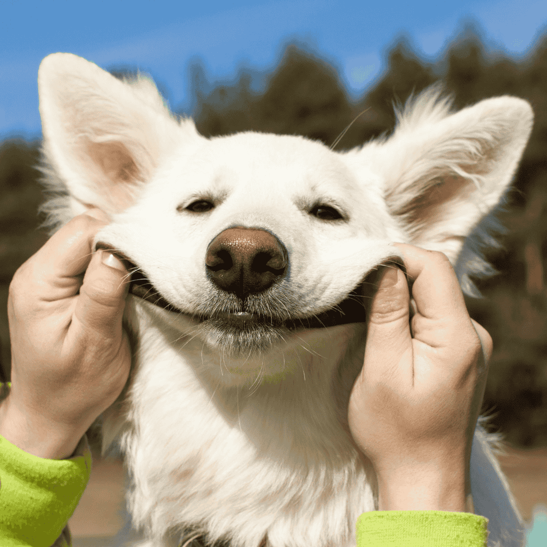 Consistency Keeps Dogs Happy