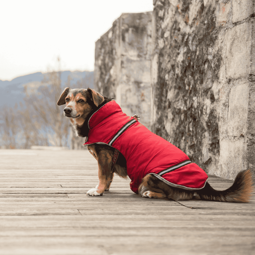 Supporting Healthy Transitions: Dog Jackets for Cooler Weather