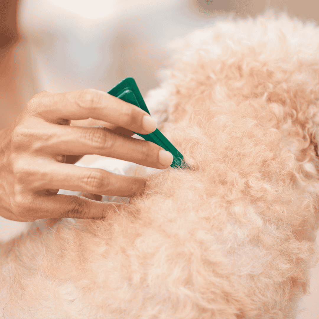 Use flea & tick prevention year-round