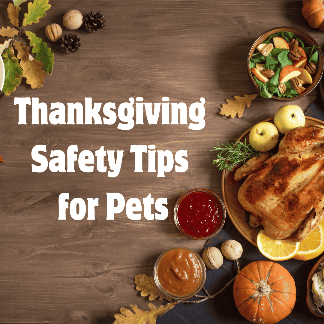 Thanksgiving Safety Tips for Pets