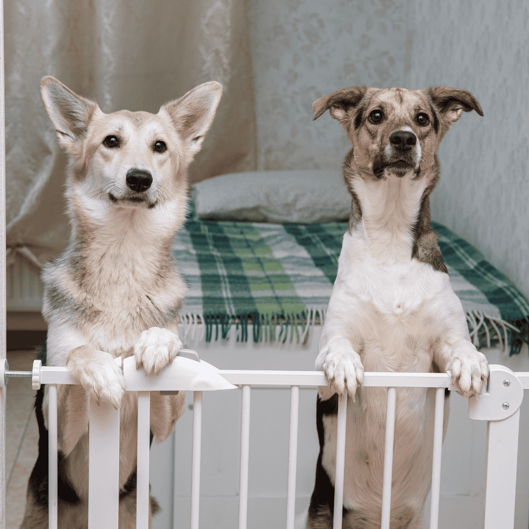 Pet-Proofing Your Holiday Table and Home