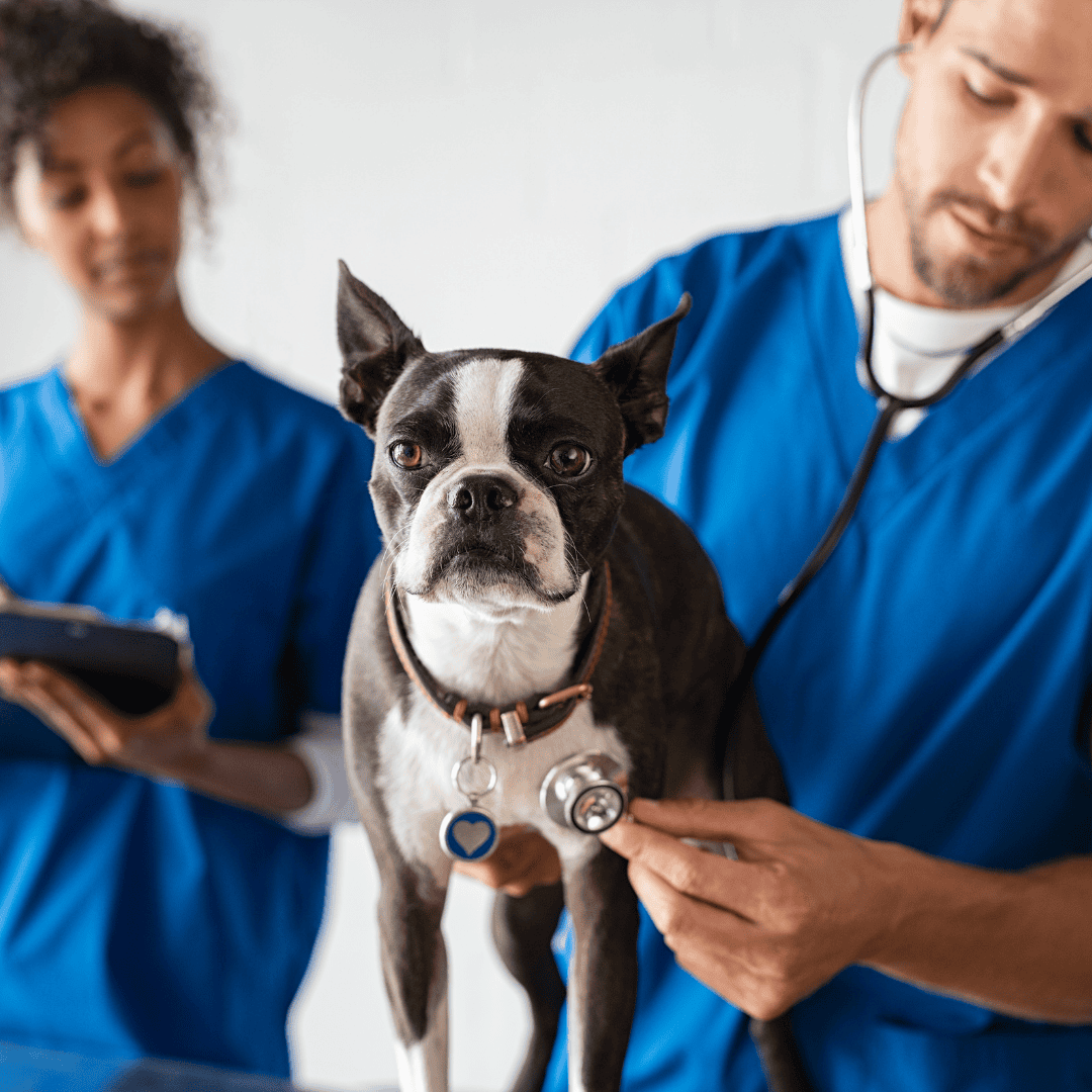make sure you have the contact information of your regular vet and the nearest 24-hour emergency veterinary clinic