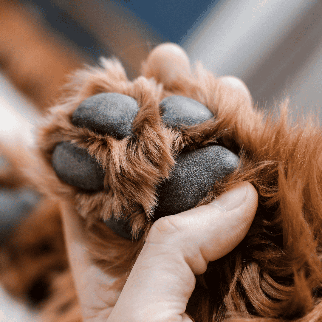 Protecting Paws from Injury
