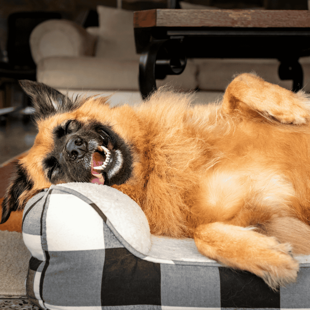 Familiar Surroundings = Happier Pets