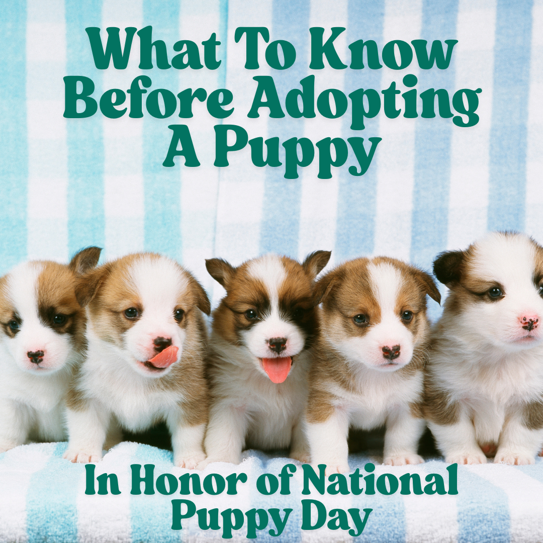 What To Know Before Adopting A Puppy