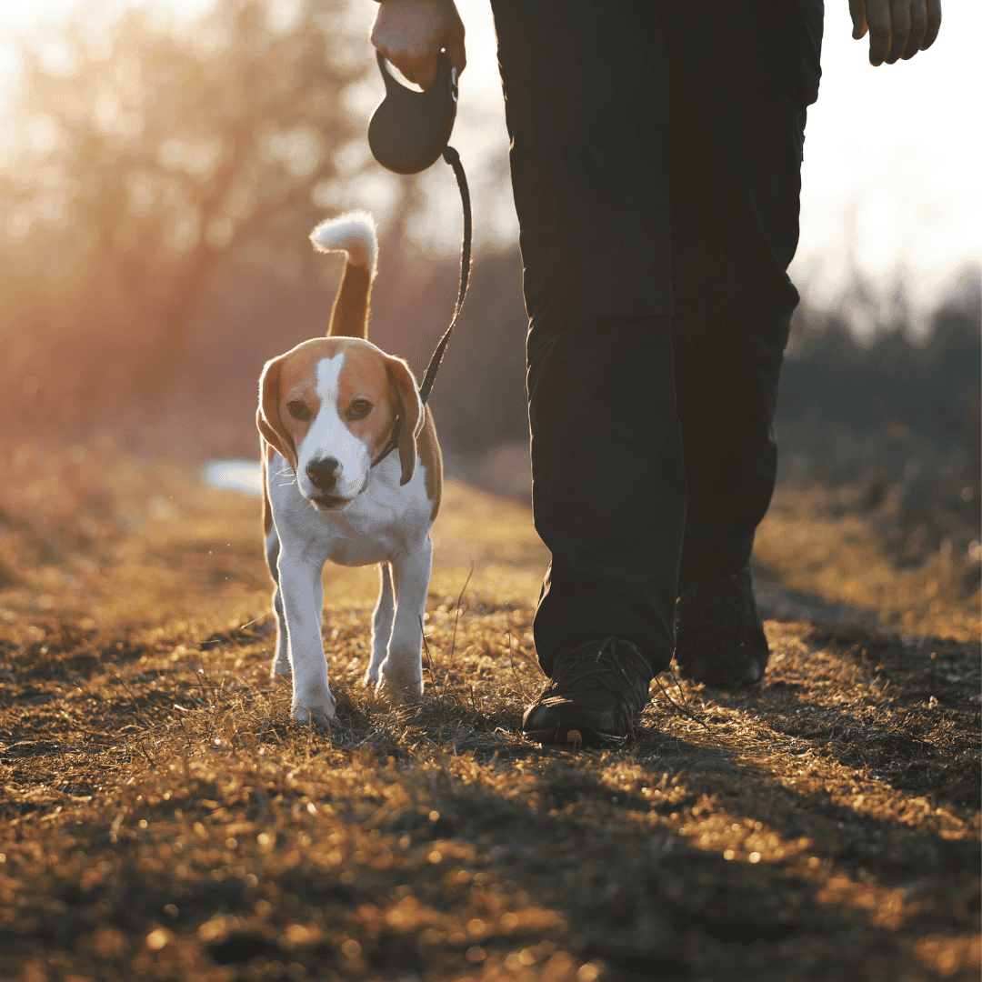 Tip 9: Avoid Dawn or Dusk Walks