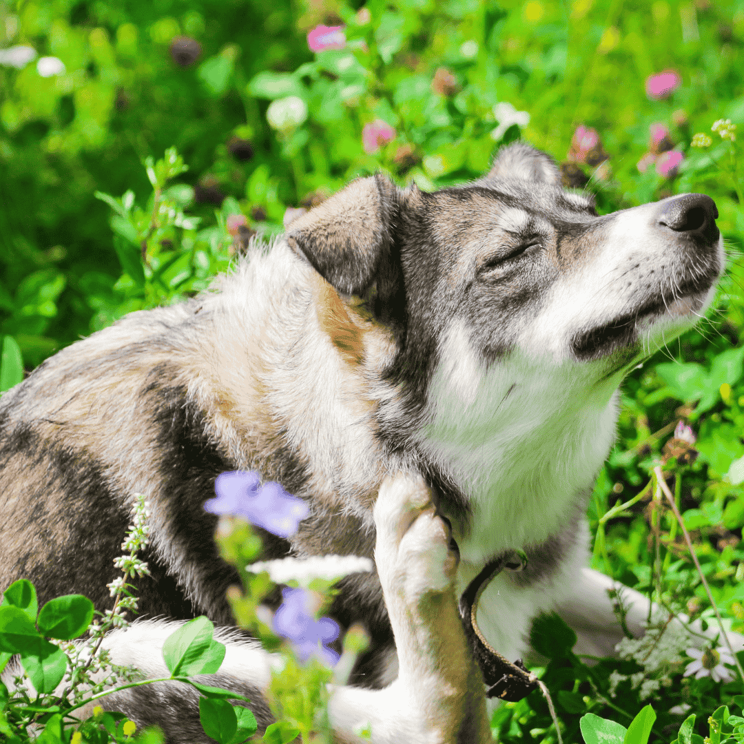 Common Symptoms in Dogs and Cats: Itching