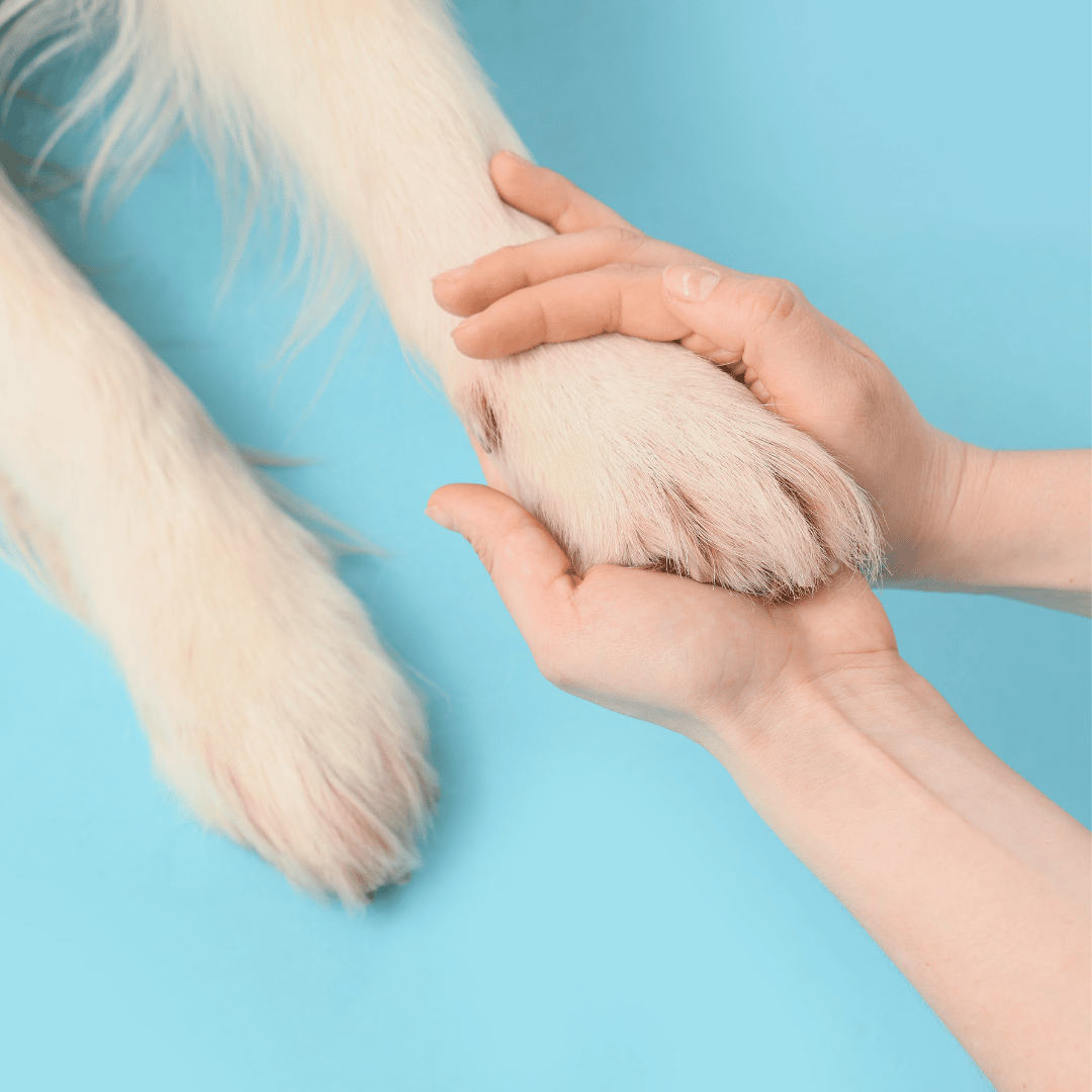 Protecting Paws from Salt and Snow