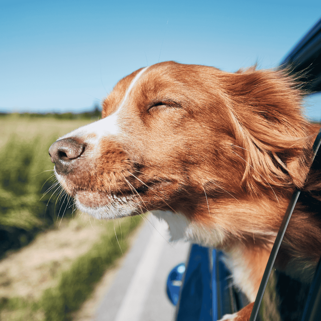 What USDA Certification Really Means