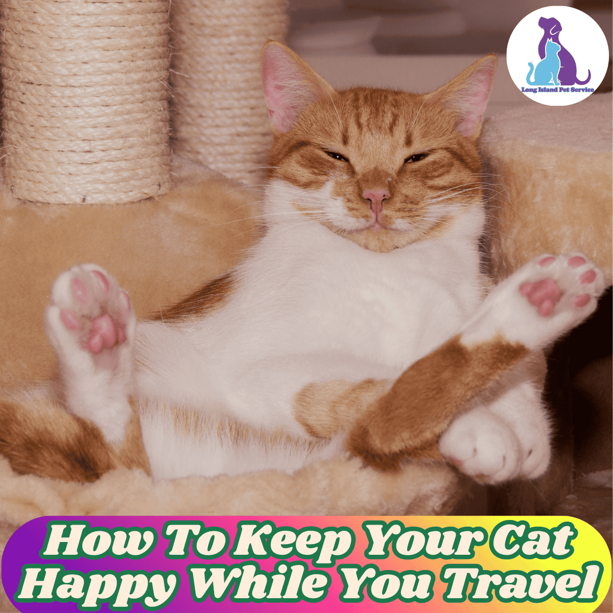 How To Keep Your Cat Happy While You Travel