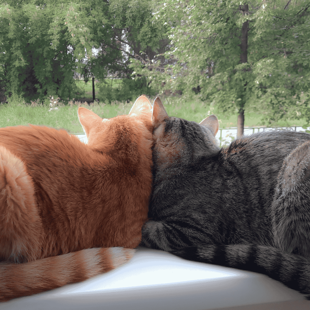 Stick To Your Cat’s Routine