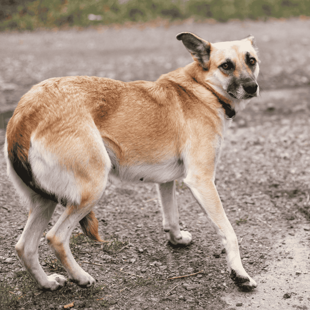 What Dogs Are Really Saying: Through Body Language