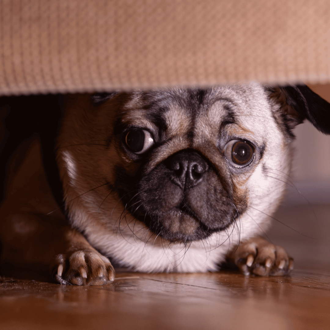 What to Do If a Dog Seems Scared or Upset