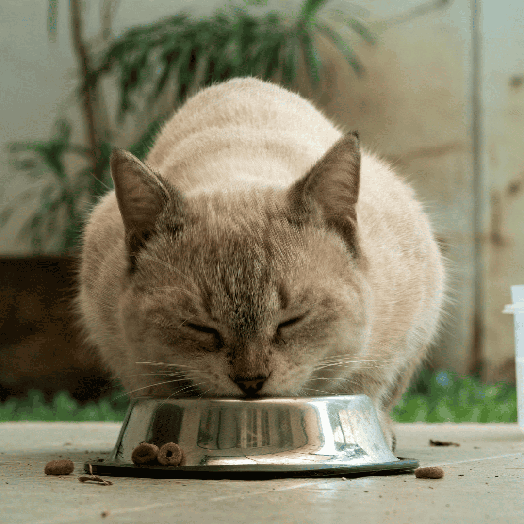 Cats Thrive on Routine