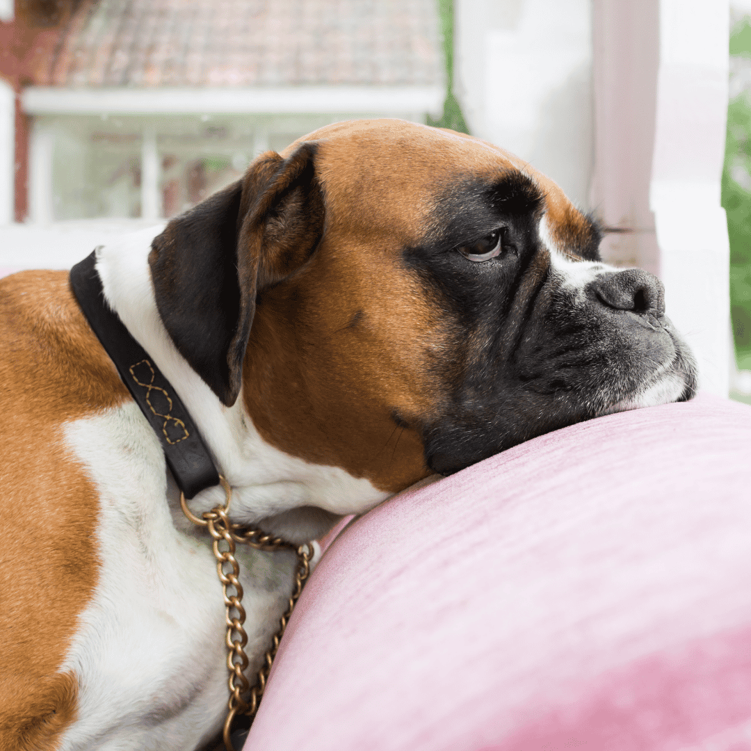 Common Signs Your Dog Is Bored