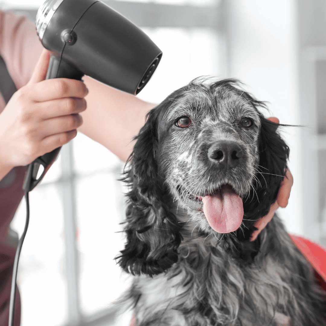 Gentle Handling For Dogs