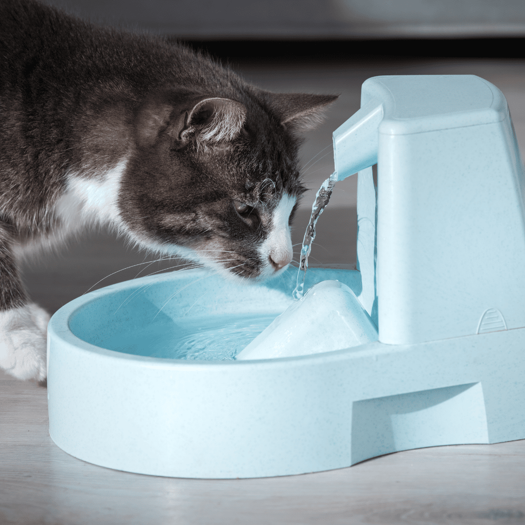 Invest In A Pet Water Fountain