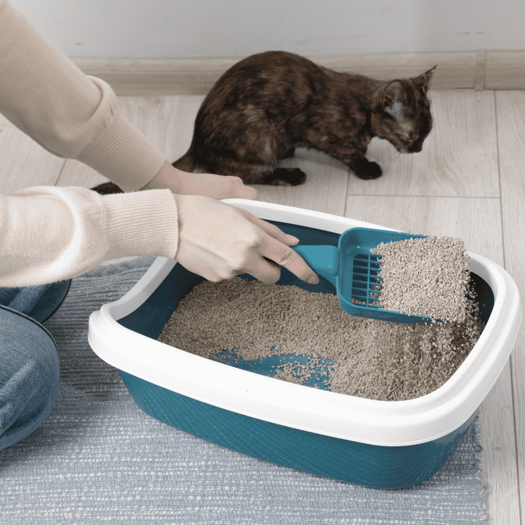 Litter box maintenance