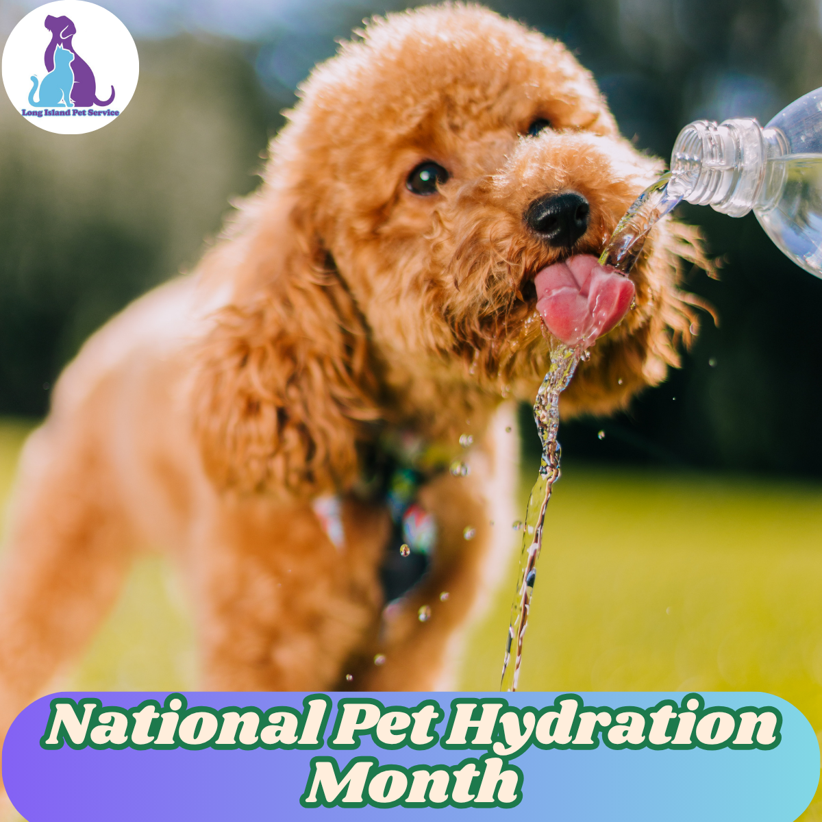 National Pet Hydration Month