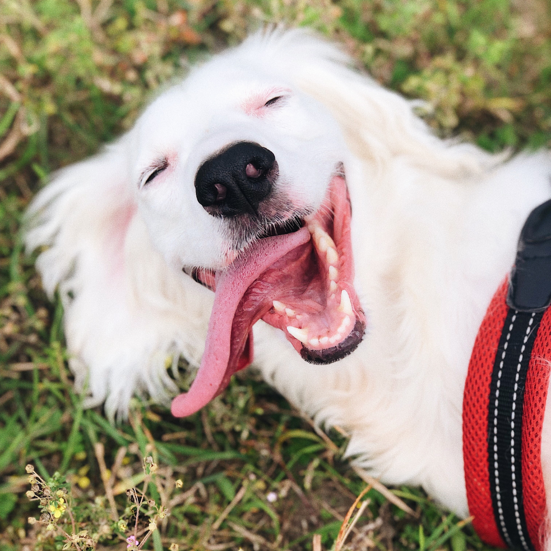 Midday Walks: Proceed with Caution