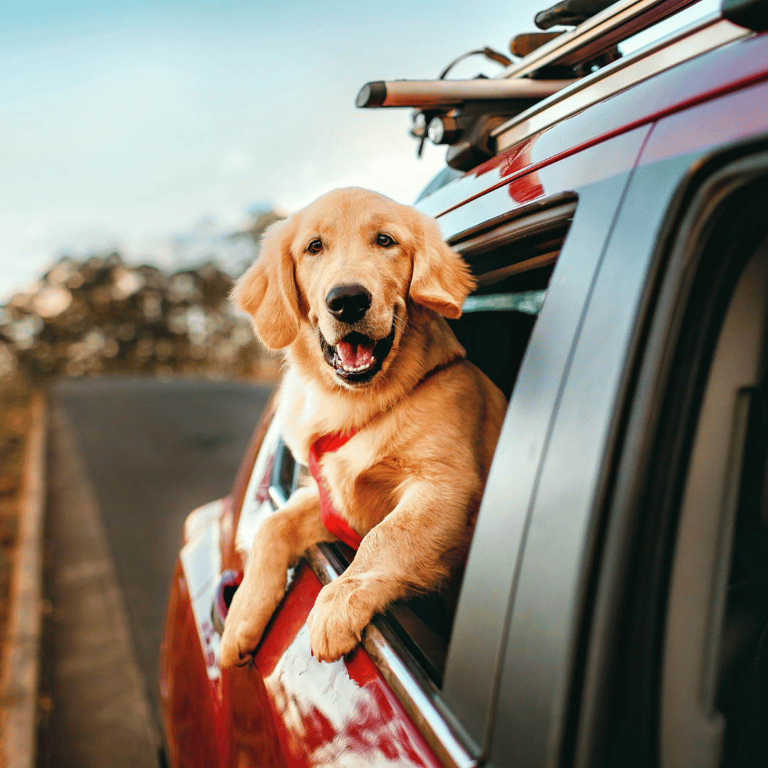 Why A Pet Taxi Beats The Usual Ride