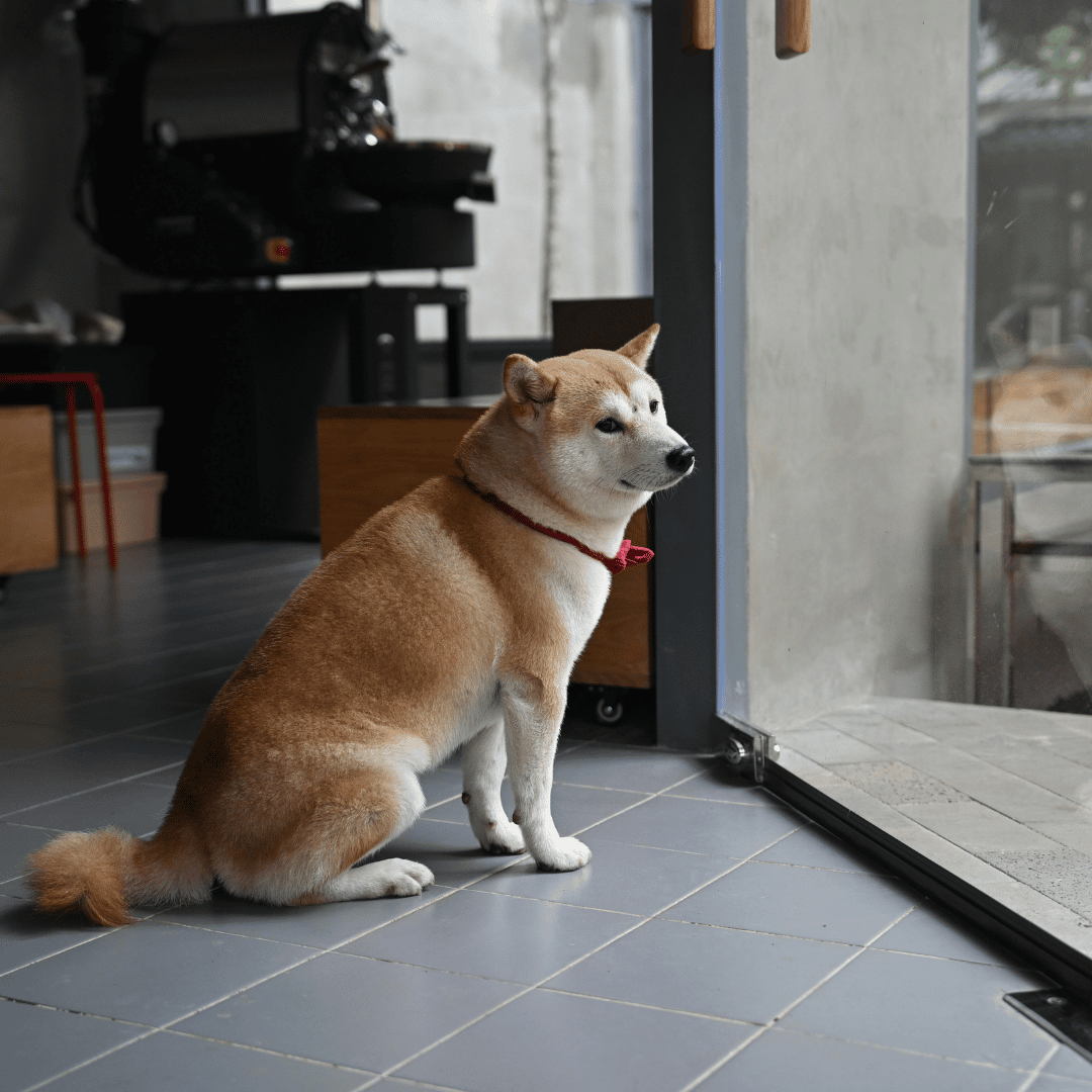 Why Dogs Get Bored
