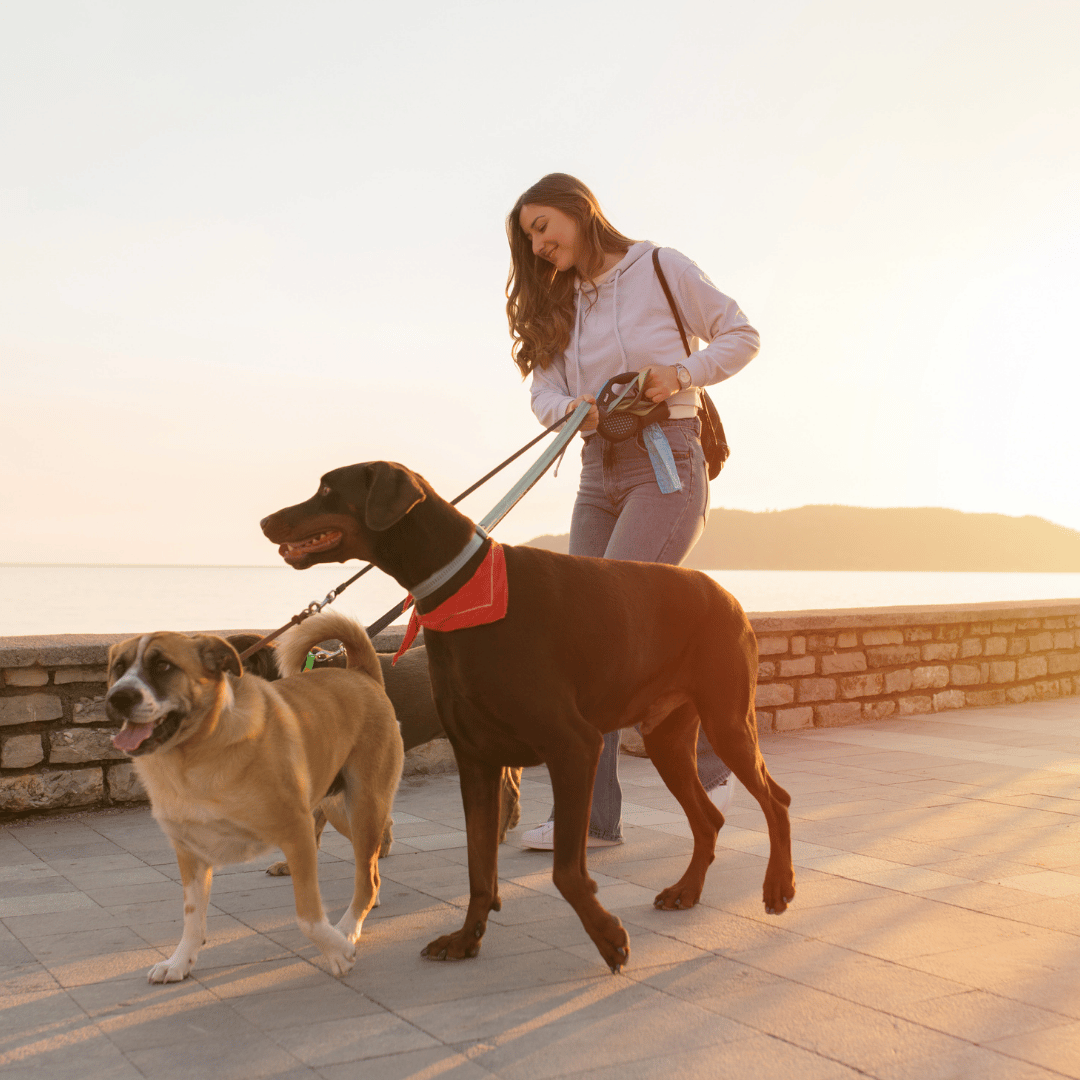 Why Hiring a Dog Walker Helps in Summer