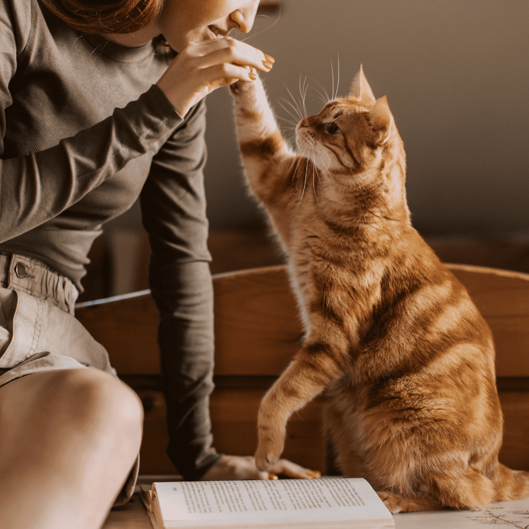 Why Pet Sitting Is the Best Choice for Cats