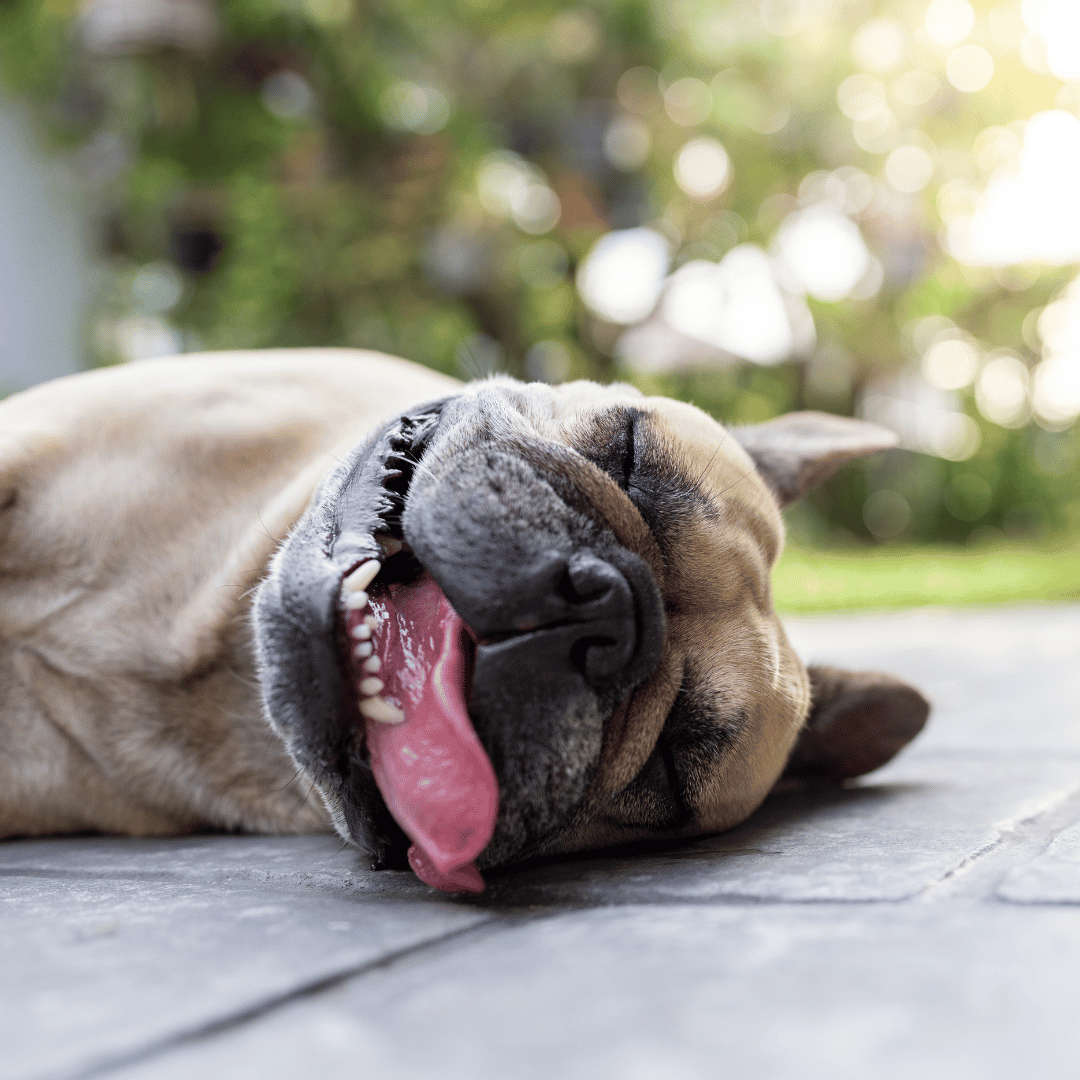 Why Summer Heat Can Be Dangerous For Dogs